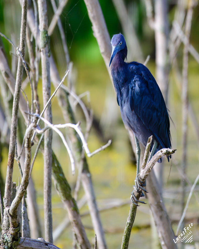 Little Blue Heron