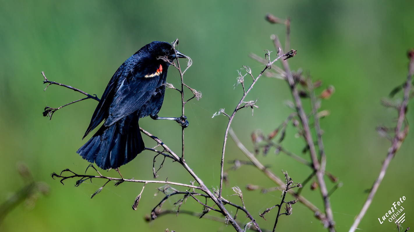 Red-winged Blackbird