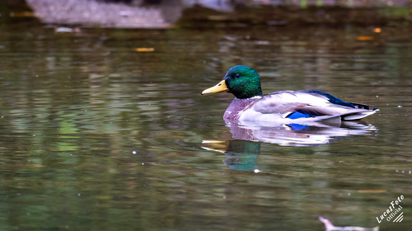 Mallard Duck