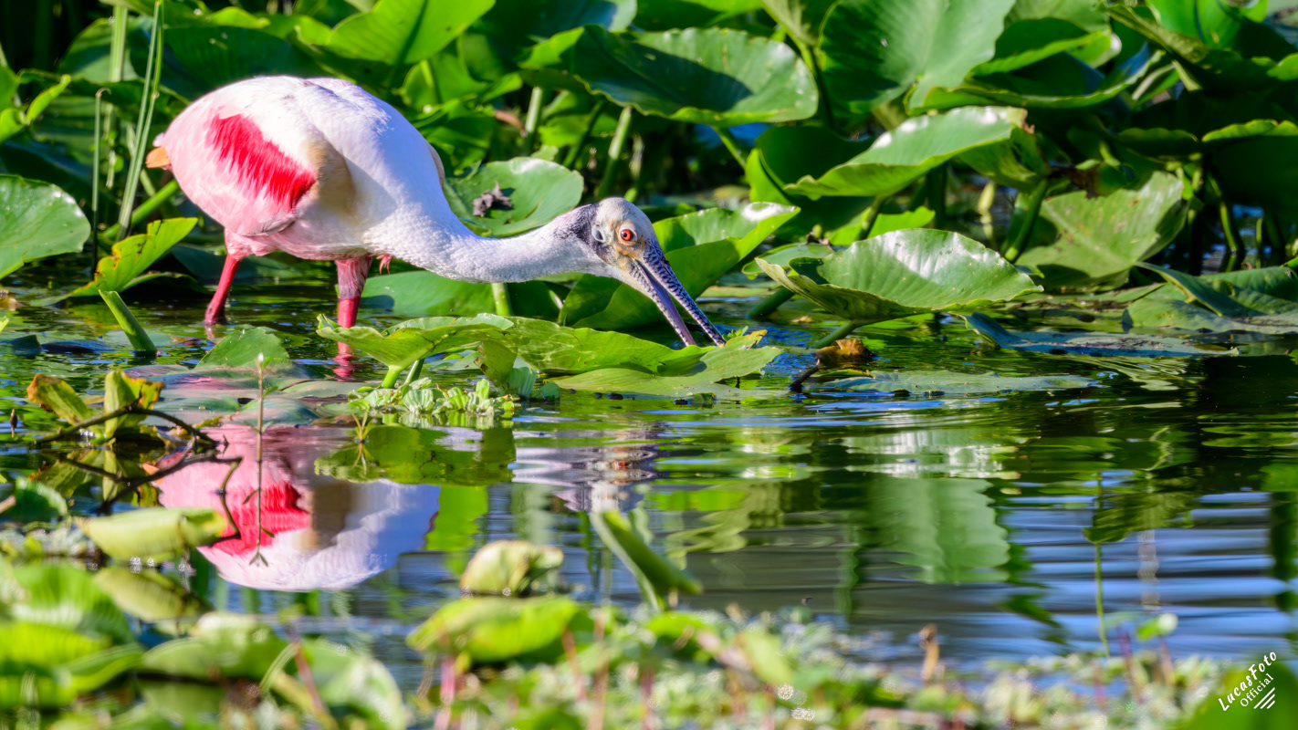 Roseate Spoonbill