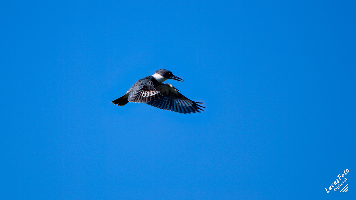 Belted Kingfisher