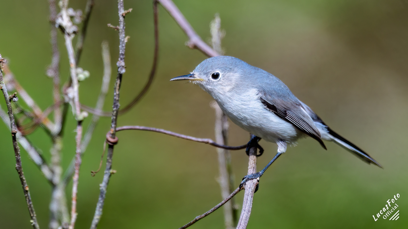 Blue-gray Gnatcatcher
