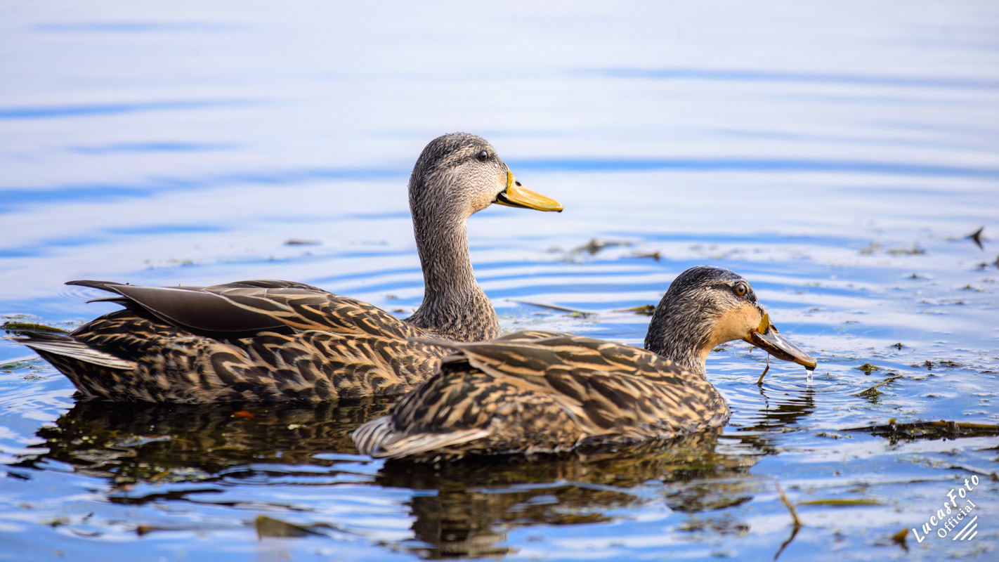 Mottled Duck