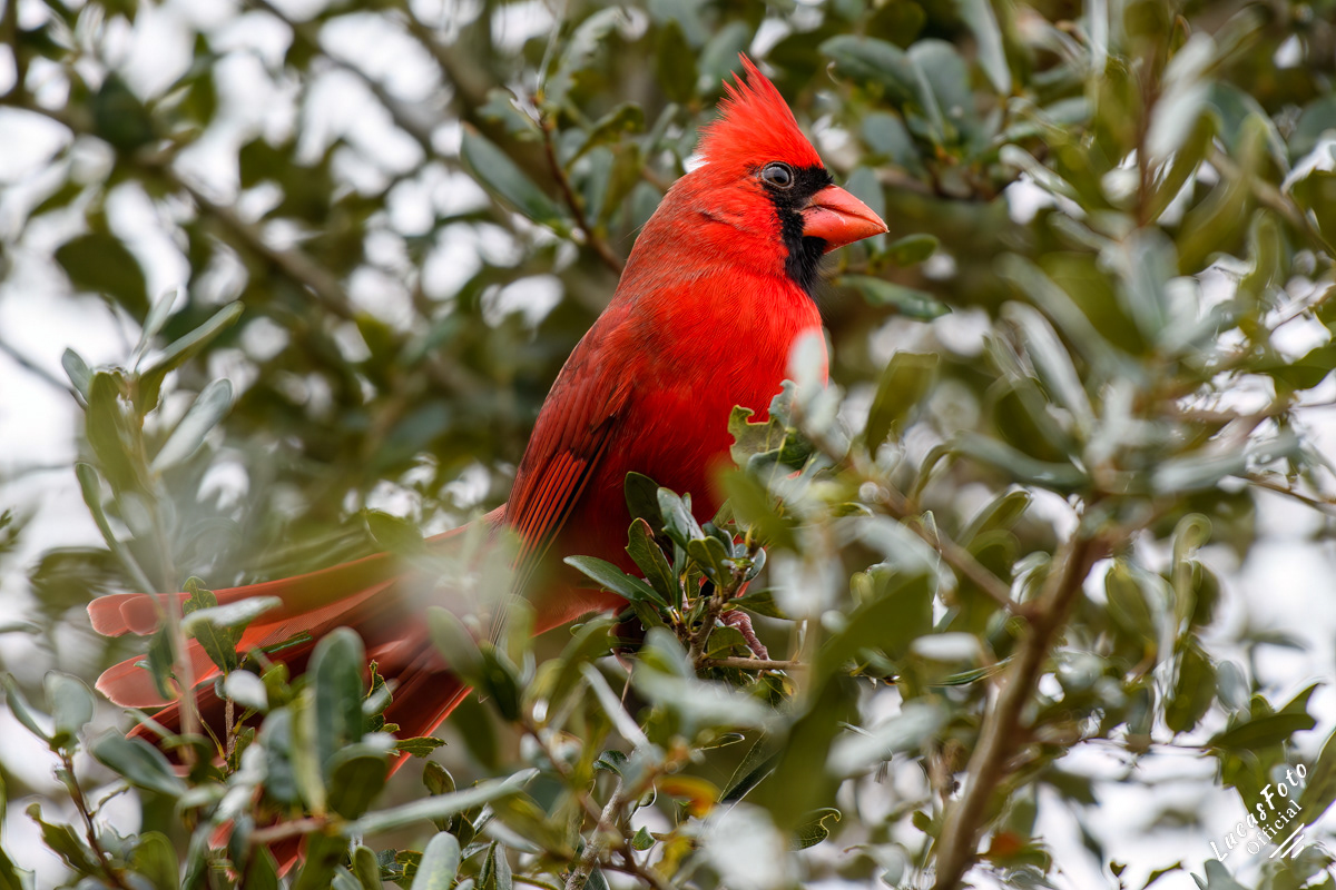 Northern Cardinal