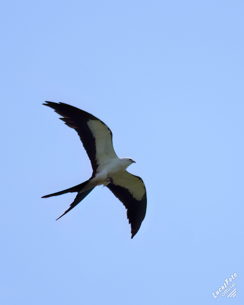Swallow-tailed Kite