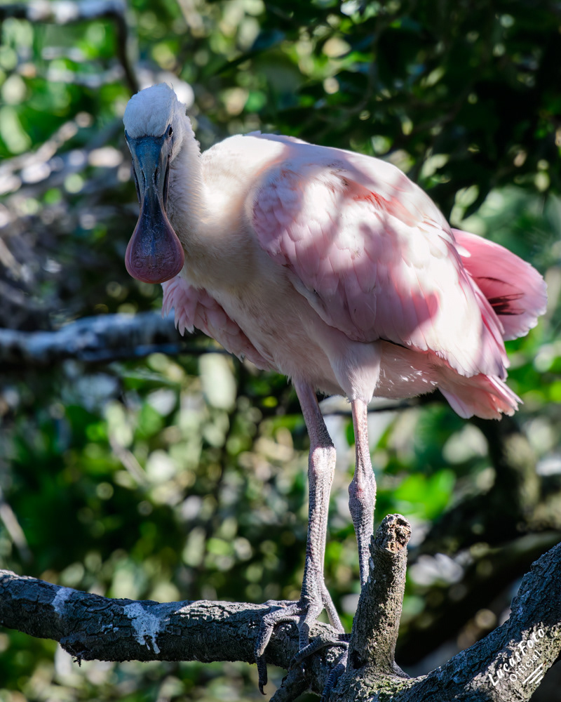 Roseate Spoonbill