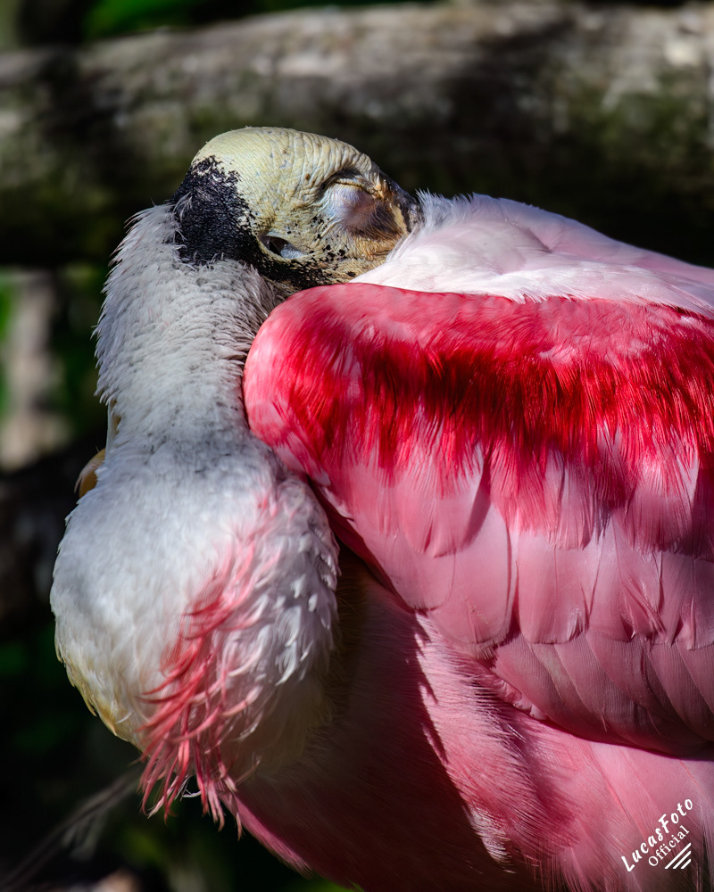 Roseate Spoonbill