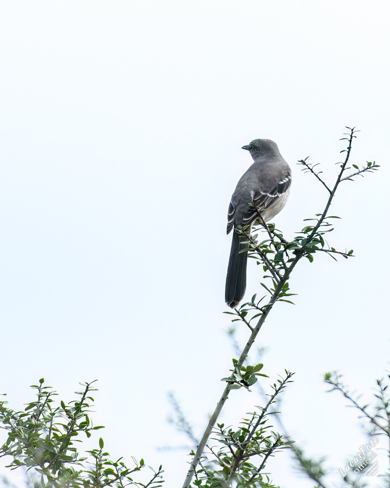 Northern Mockingbird