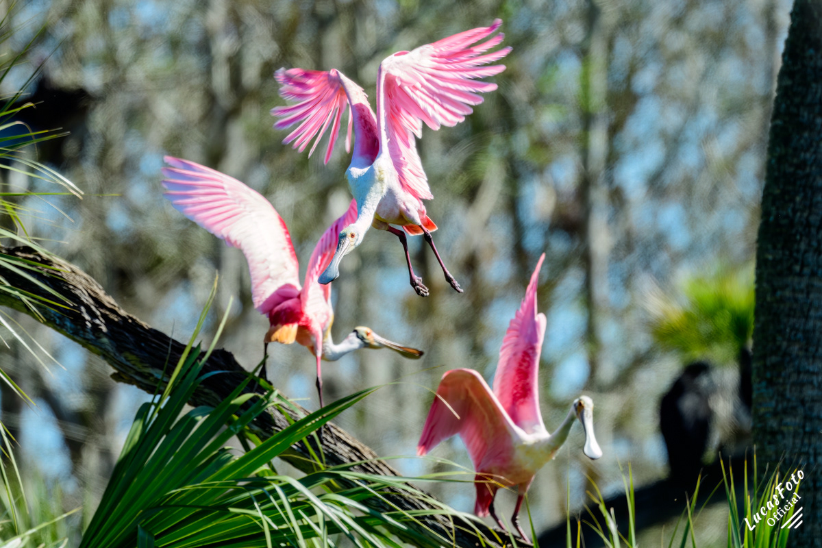 Roseate Spoonbill