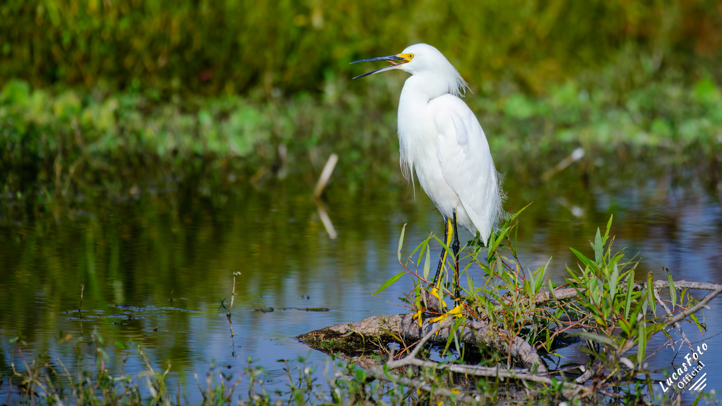 Snowy Egret