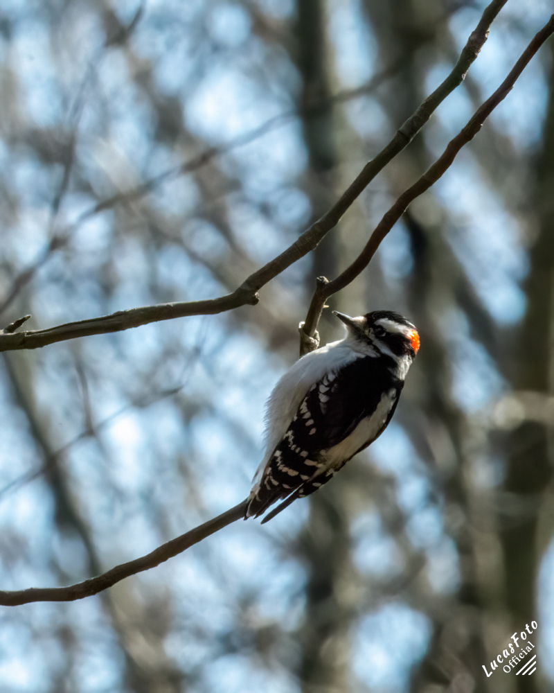 Downy Woodpecker