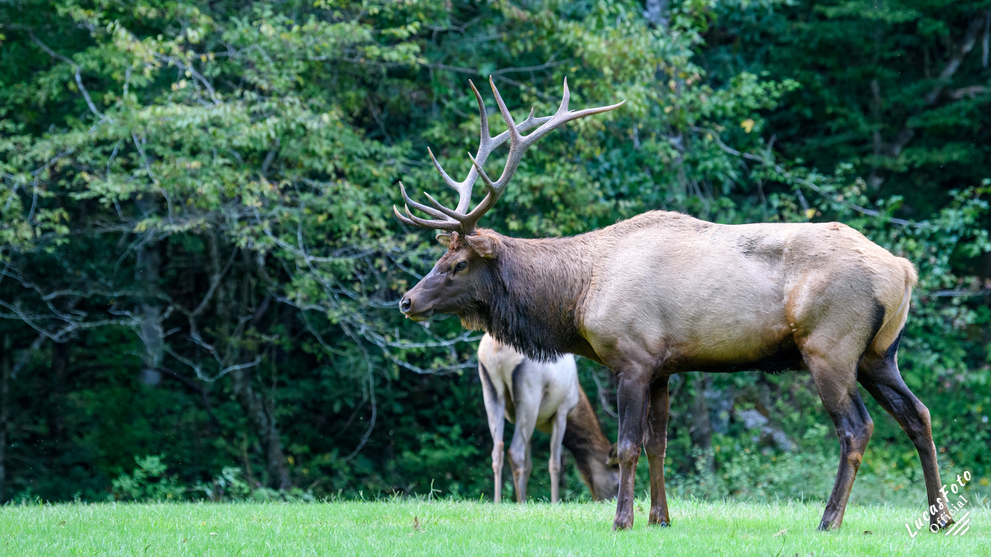 Elk
