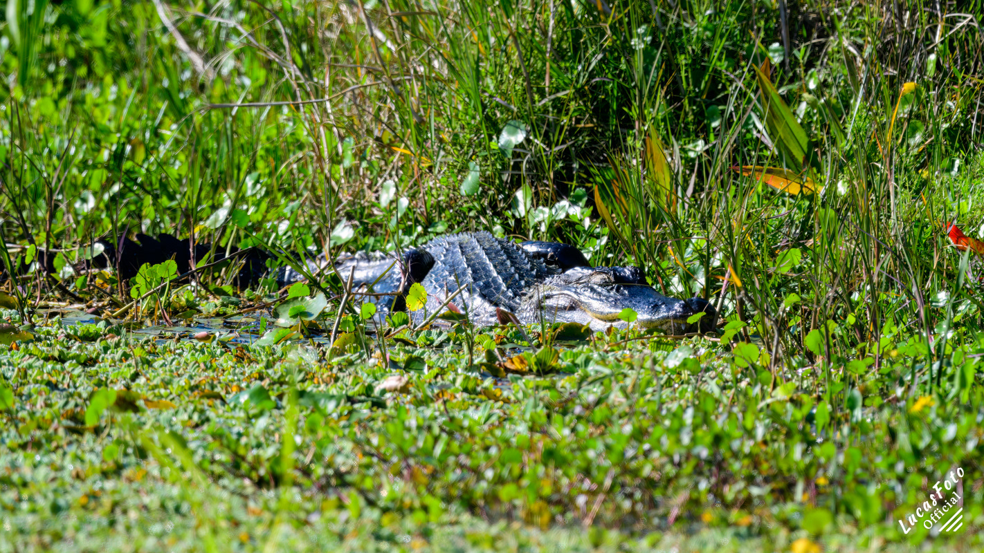 Alligator