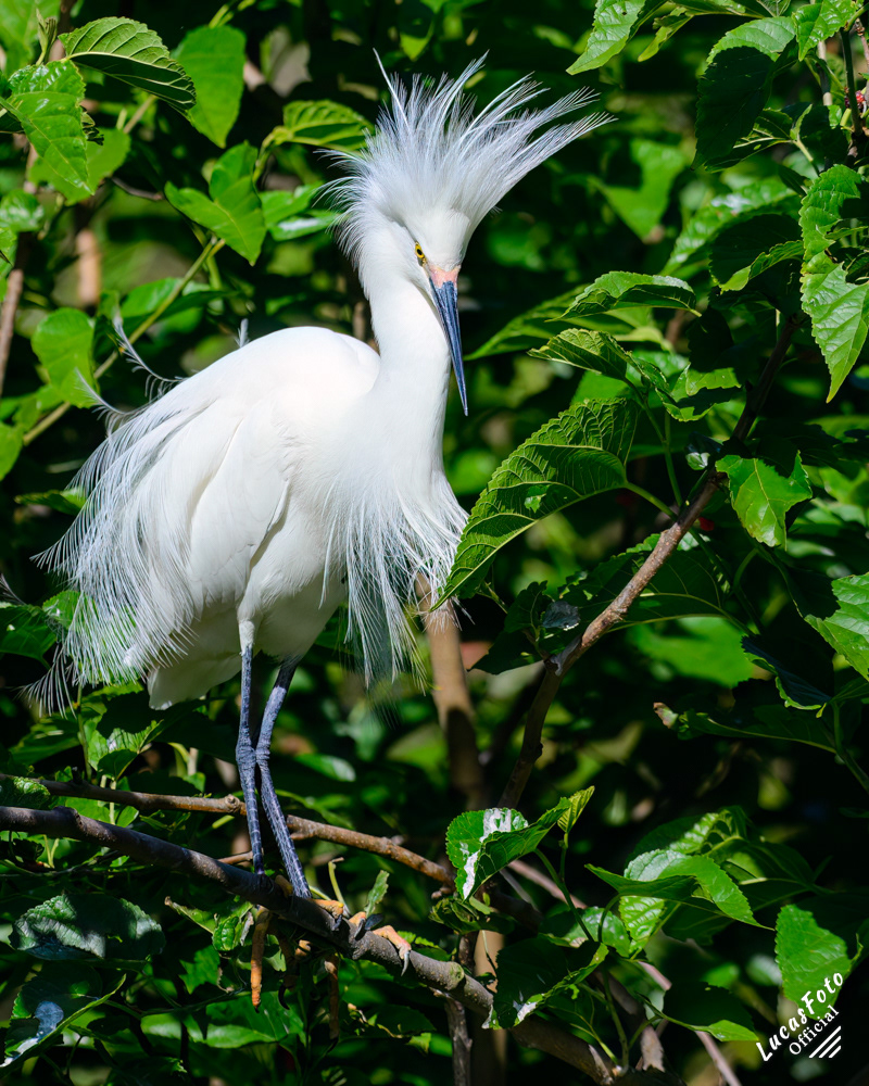 Snowy Egret
