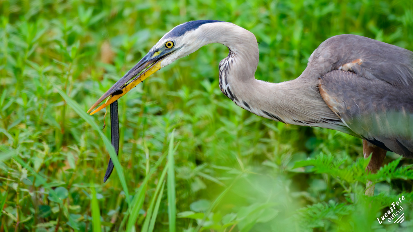 Great Blue Heron