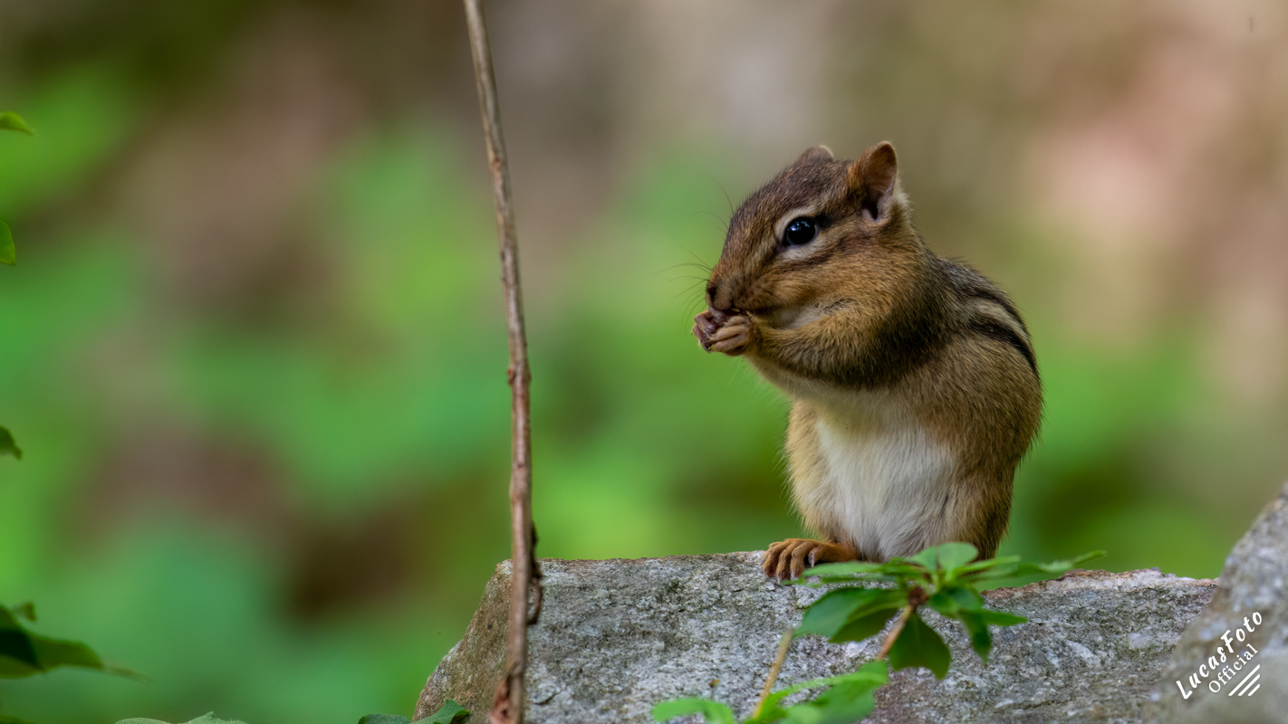 Chipmunk