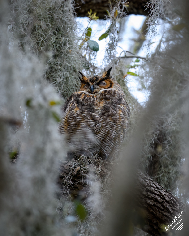 Great Horned Owl