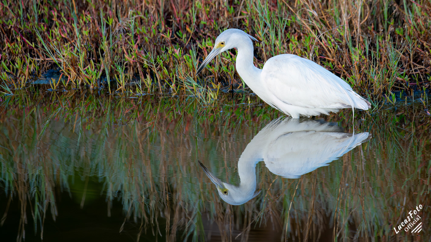 Juvenile Little Blue Heron