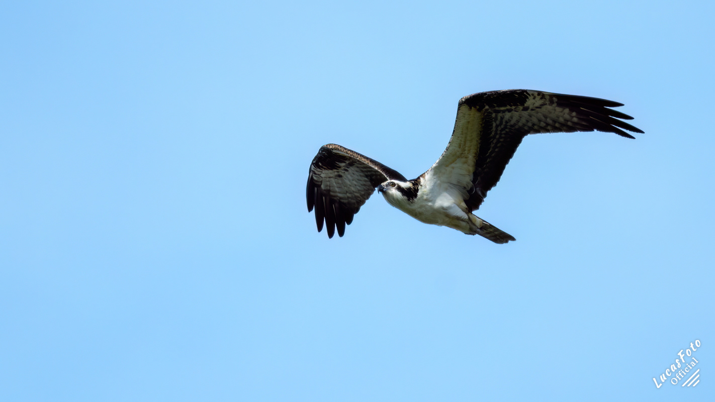 Osprey