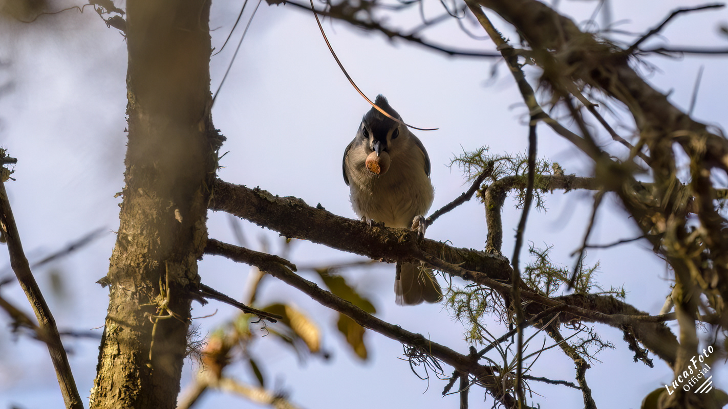 Tufted Titmouse