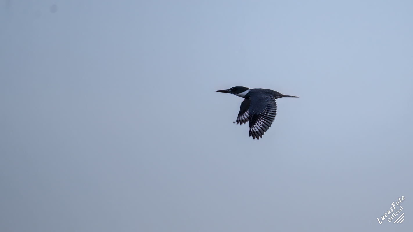 Belted Kingfisher
