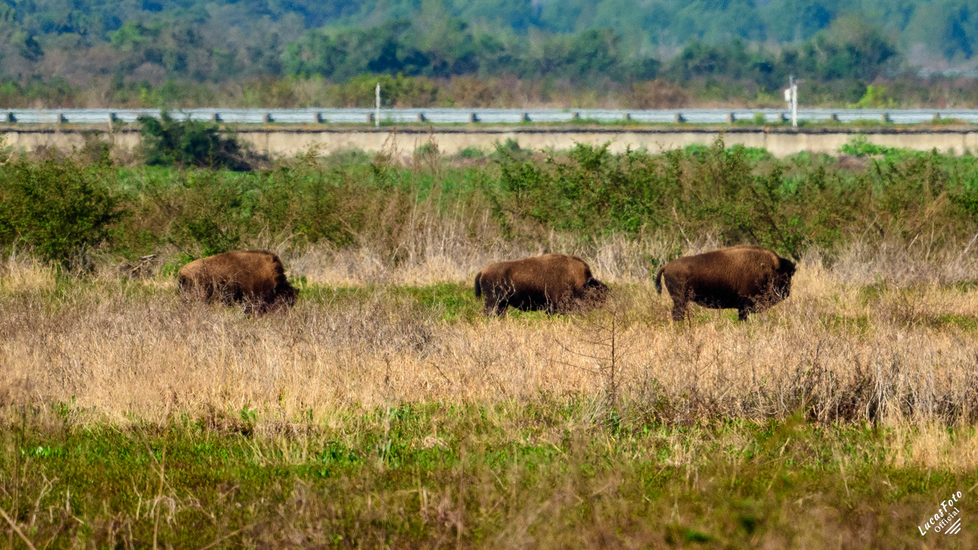 Bison
