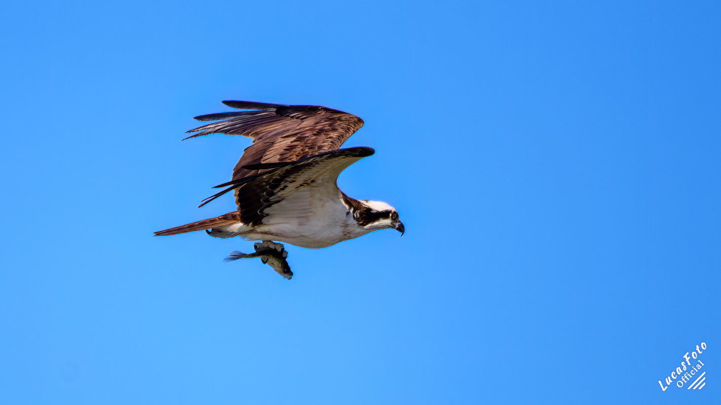 Osprey