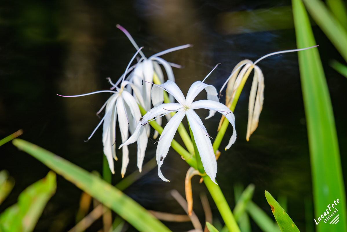 Swamp Lily