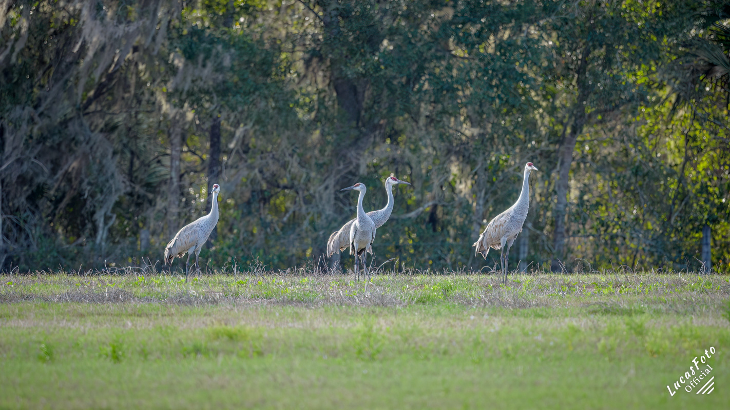 Sandhill Crane
