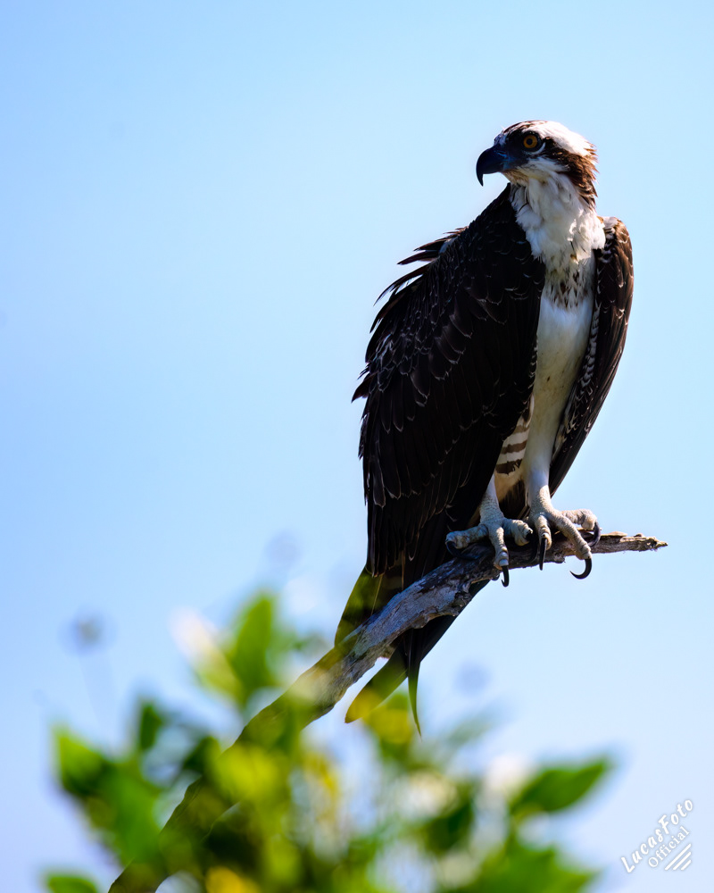 Osprey