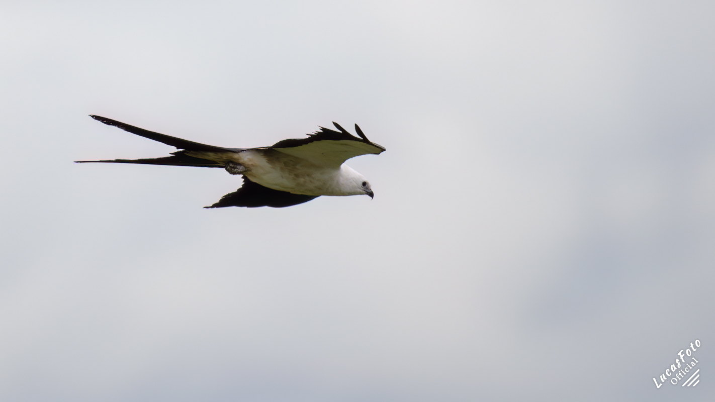 Swallow-tailed Kite