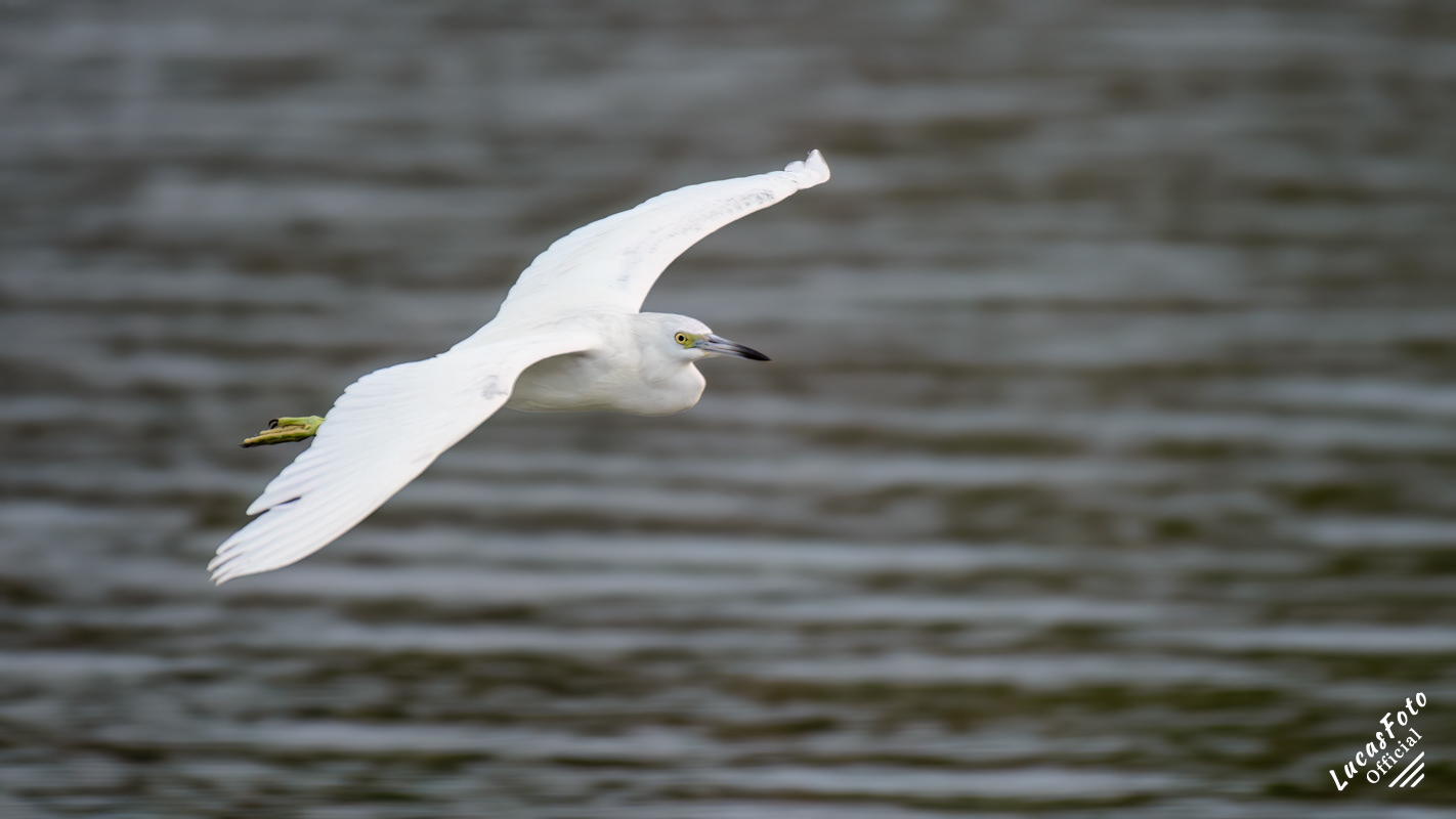 Juvenile Little Blue Heron