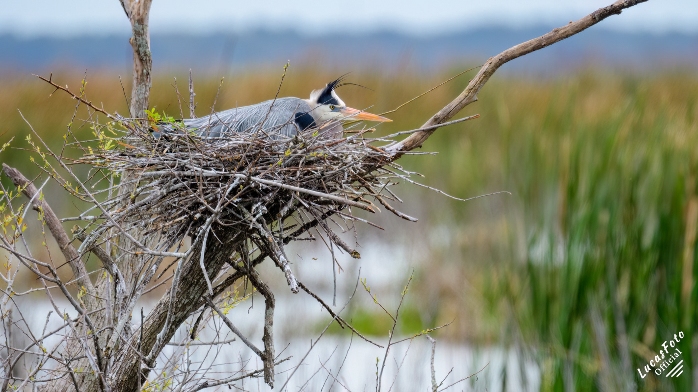 Great Blue Heron