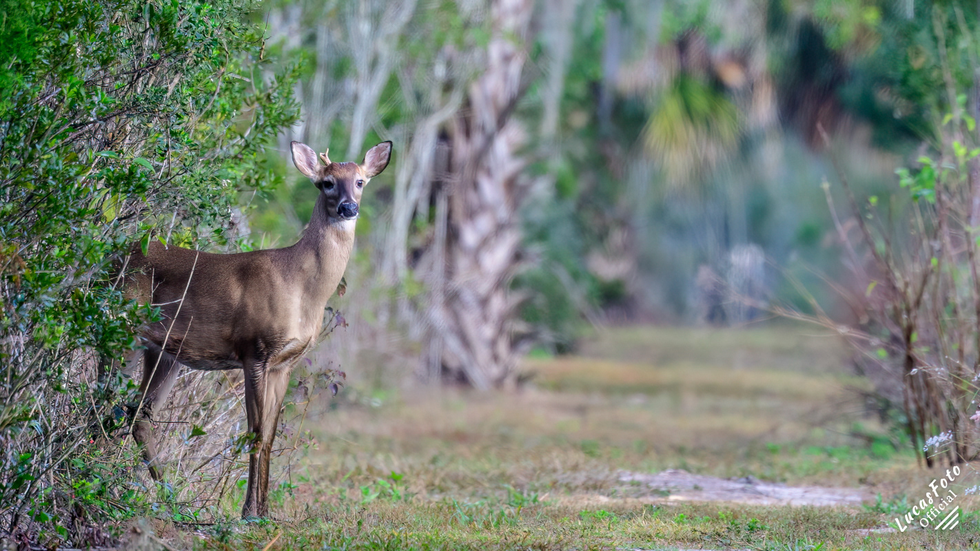 Whitetail