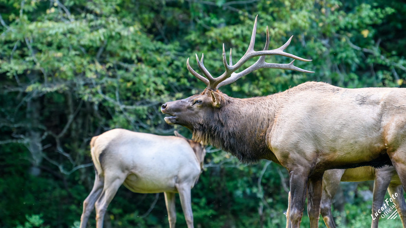 Elk