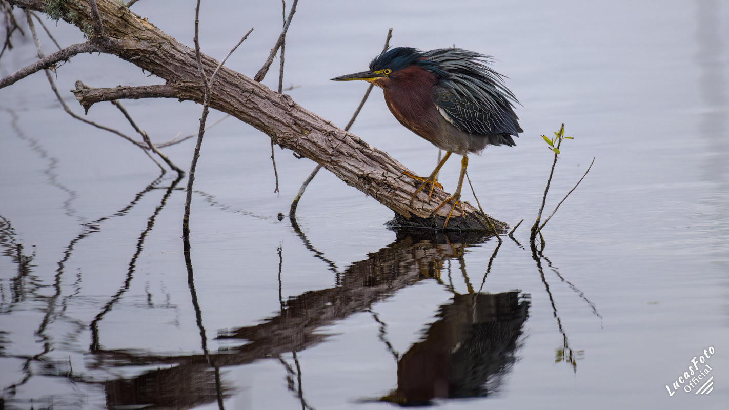 Green Heron