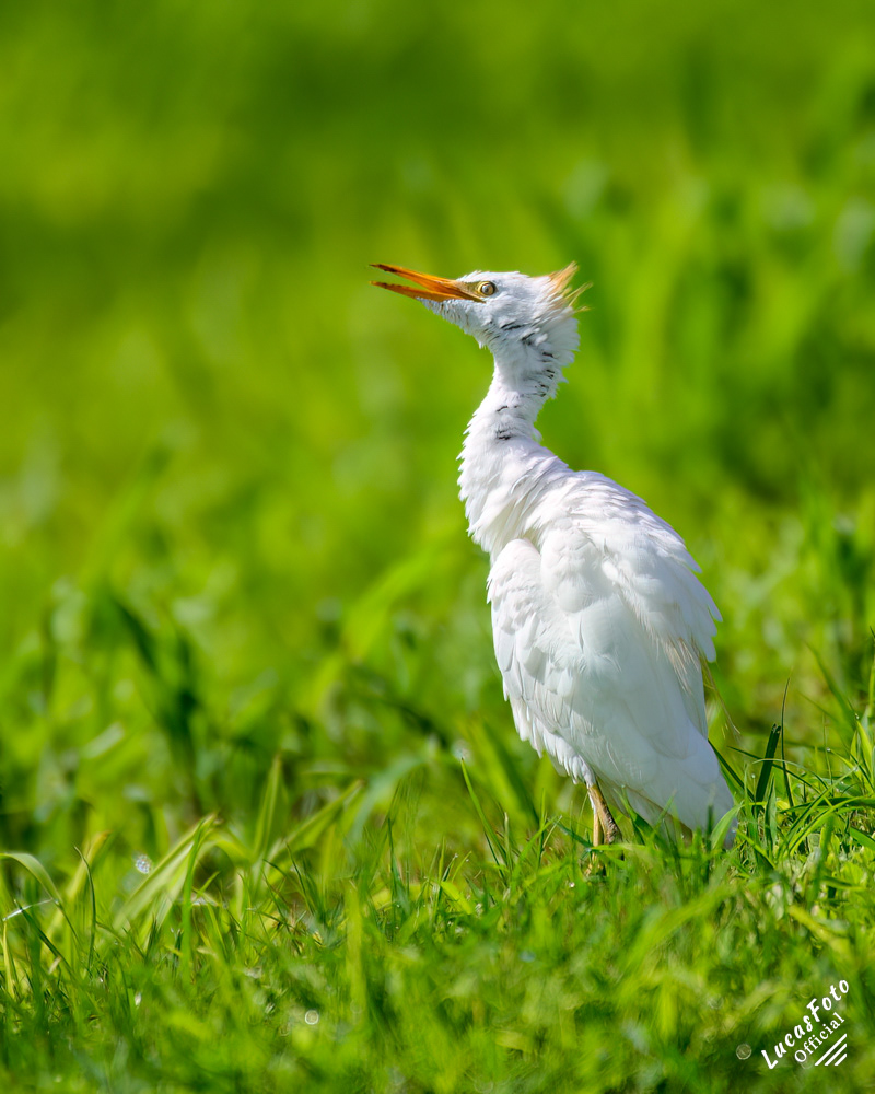 Cattle Egret