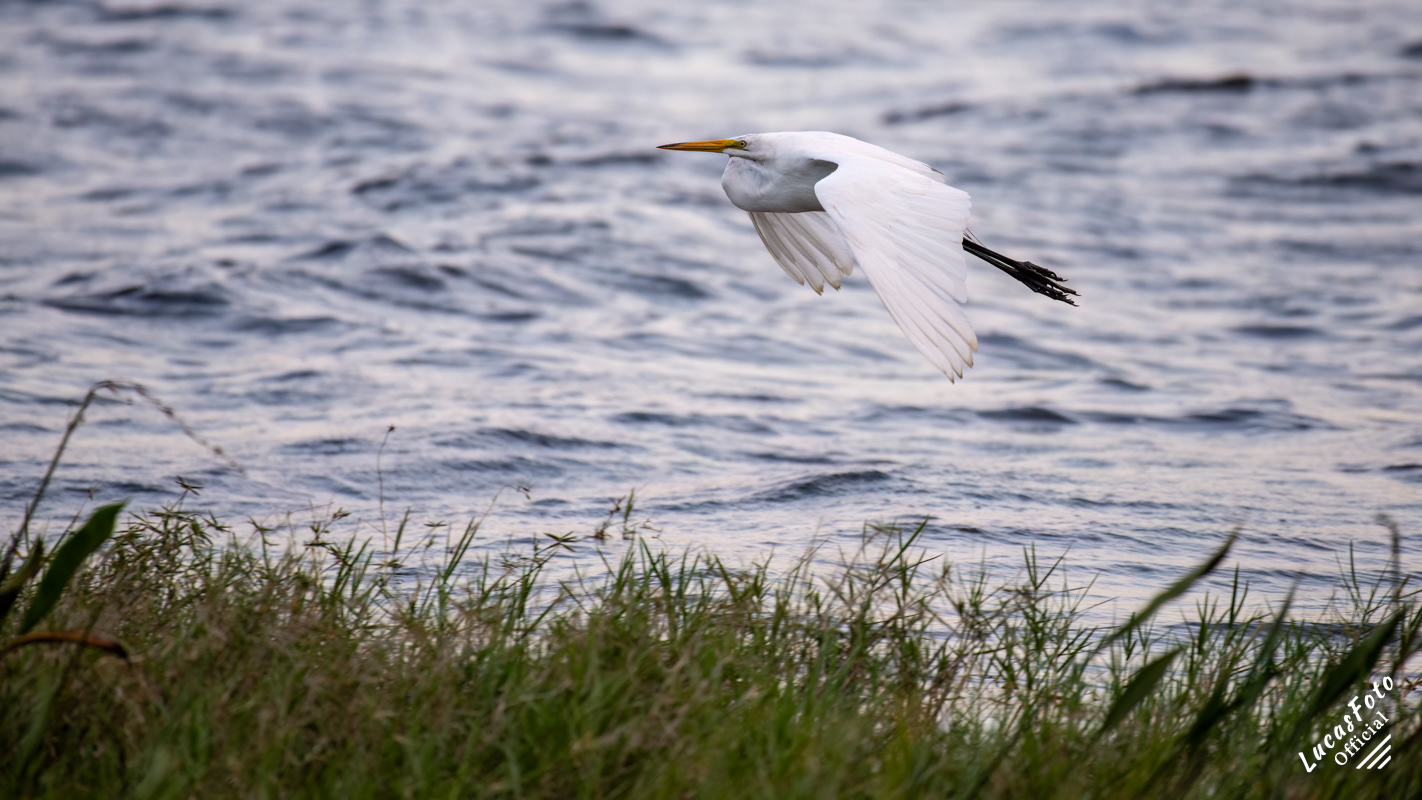 Great Egret