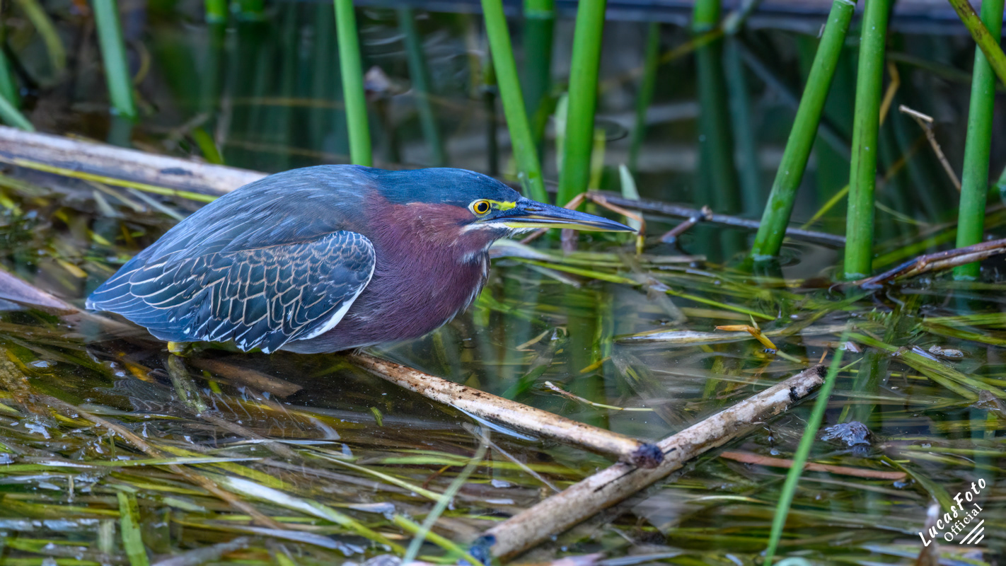 Green Heron