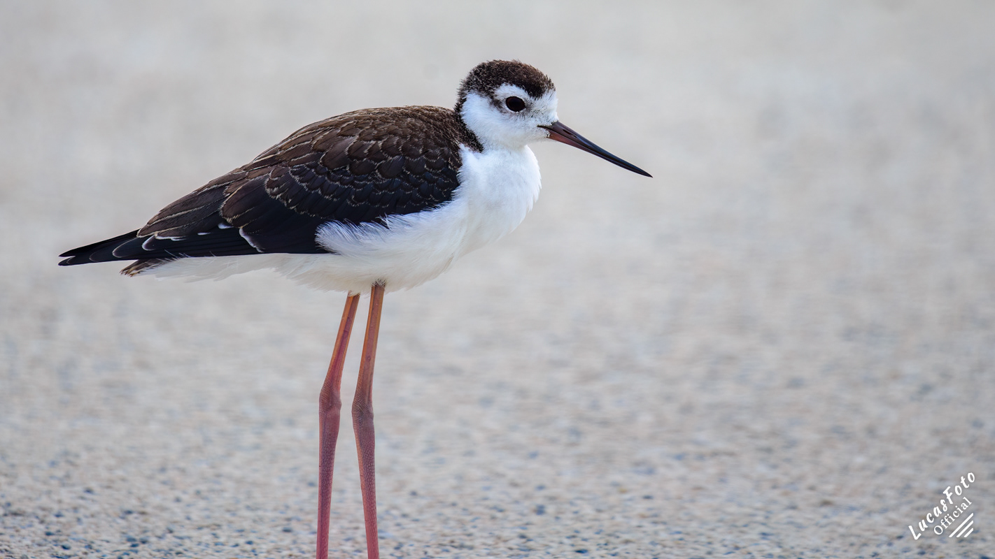 Black-necked Stilt