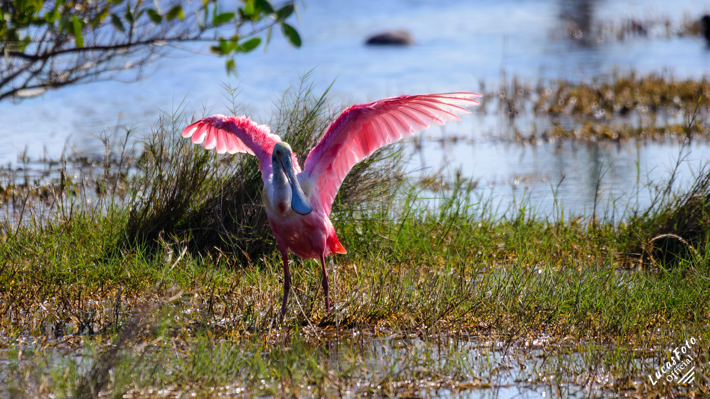 Roseate Spoonbill