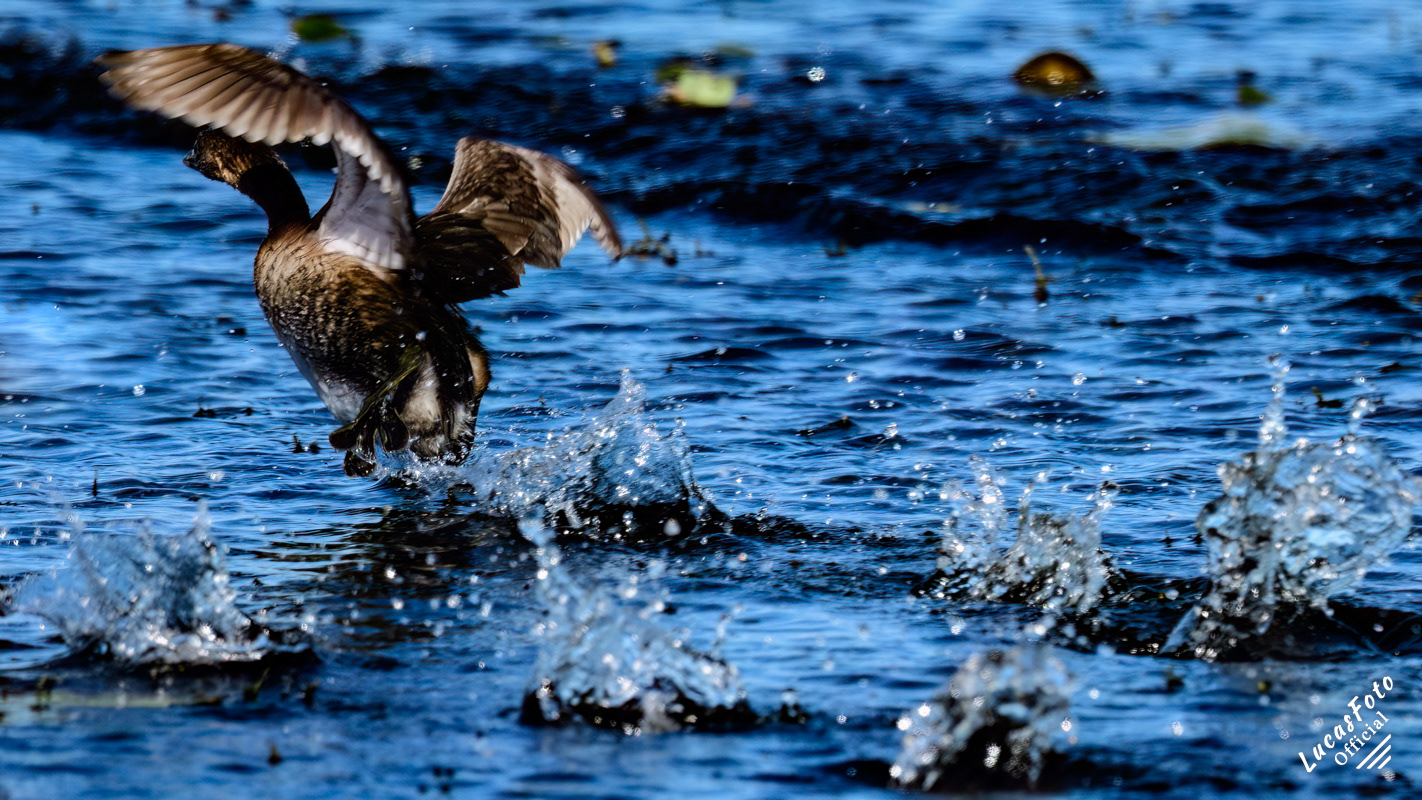 Pied-billed Grebe