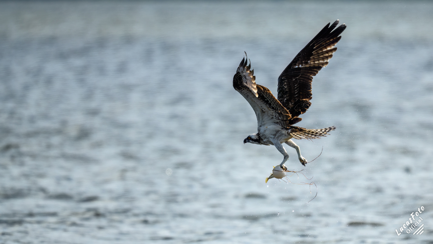 Osprey