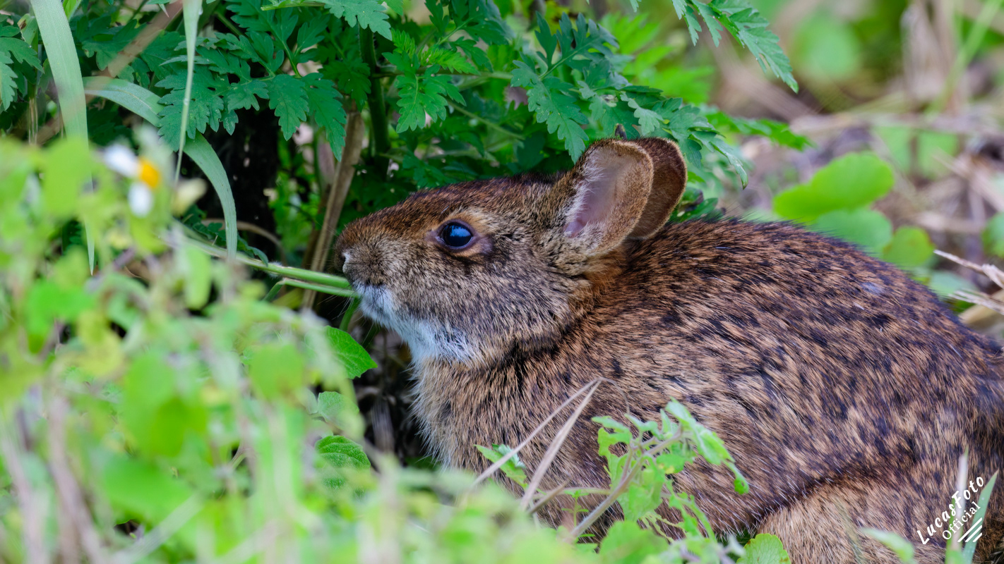 Marsh Rabbit