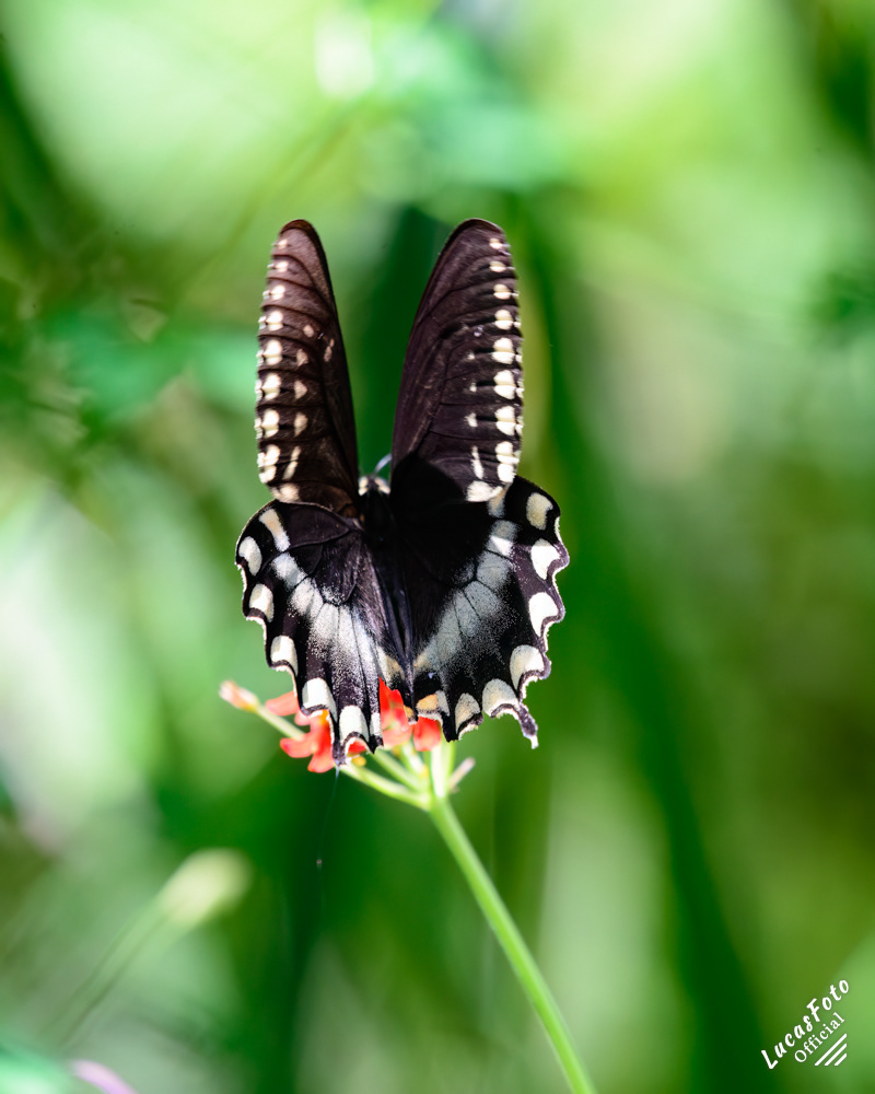 Spicebush Swallowtail