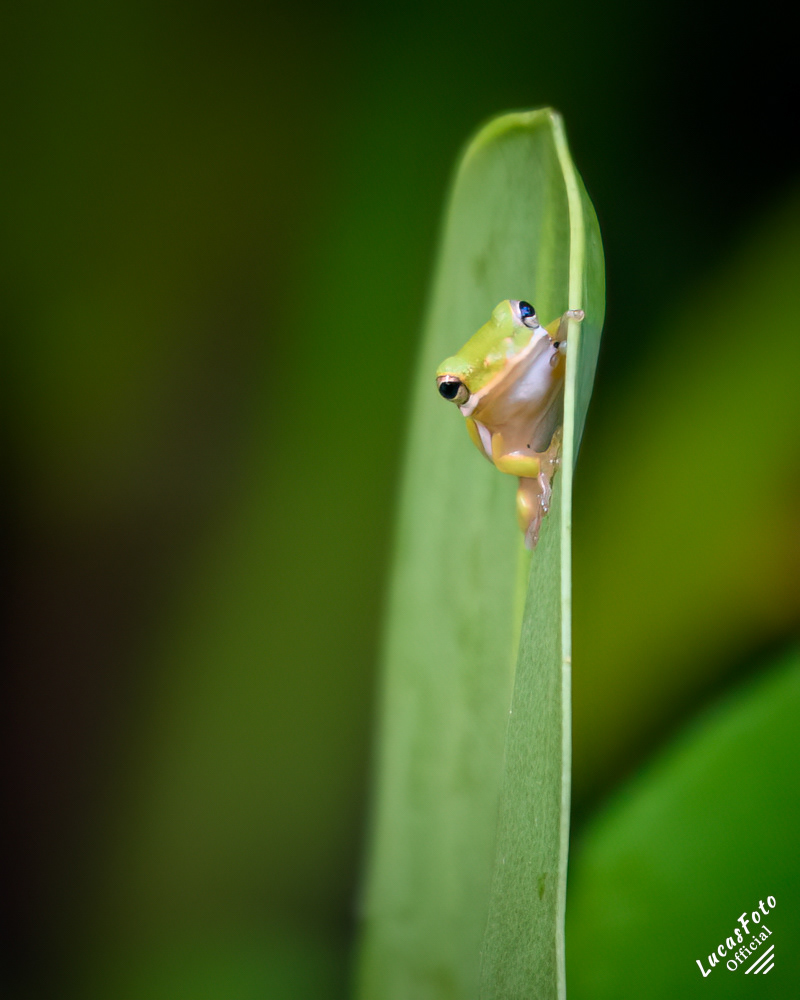 Green Treefrog
