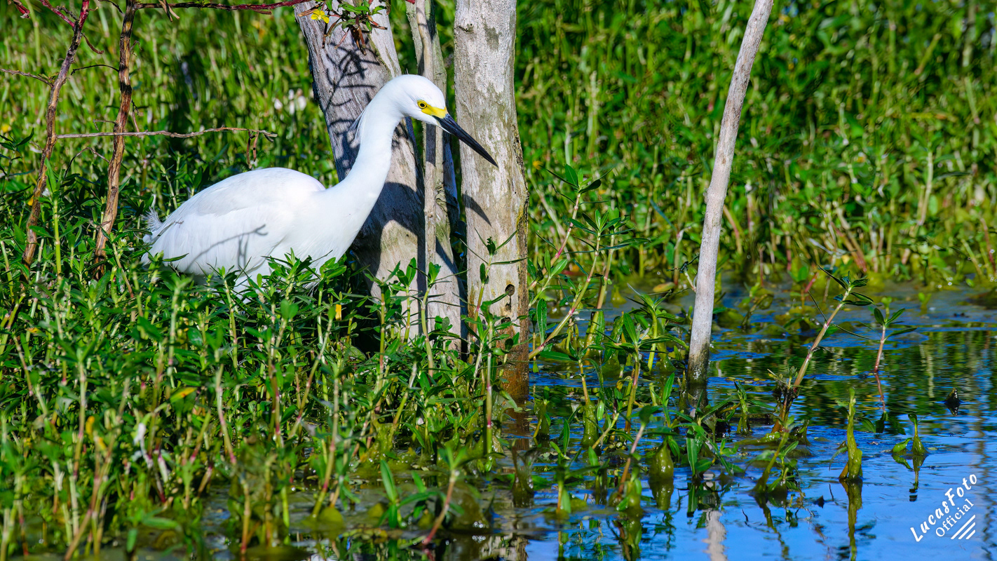 Snowy Egret