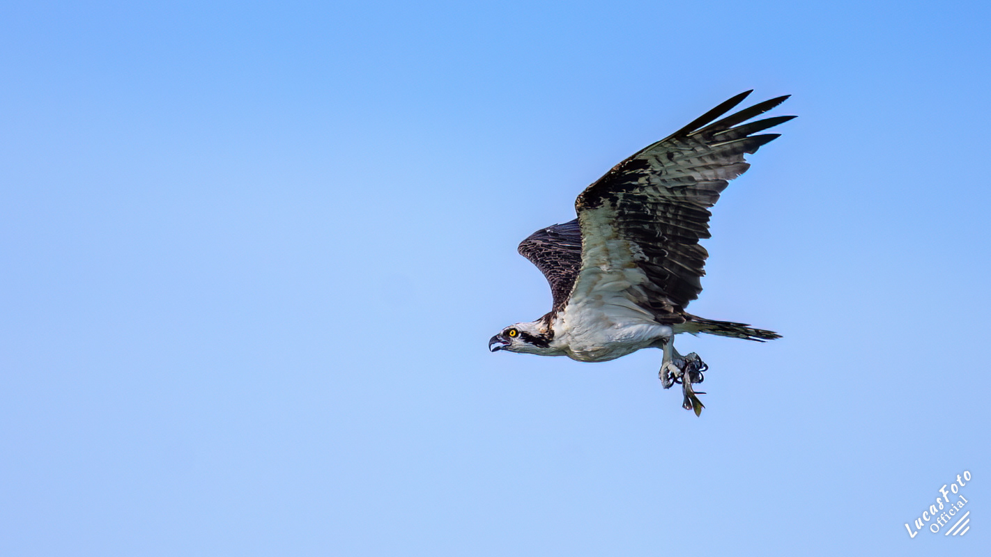 Osprey