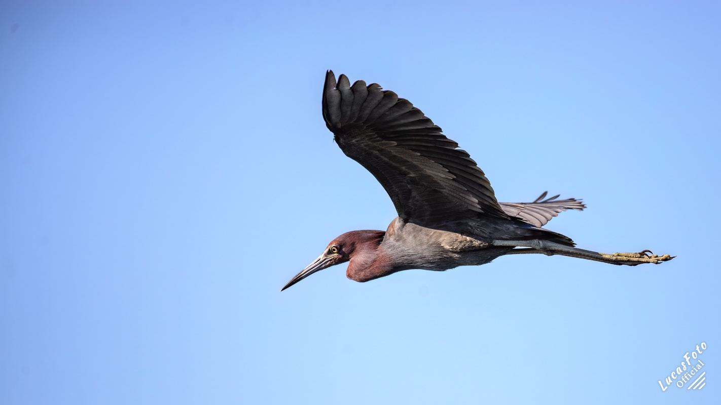 Little Blue Heron