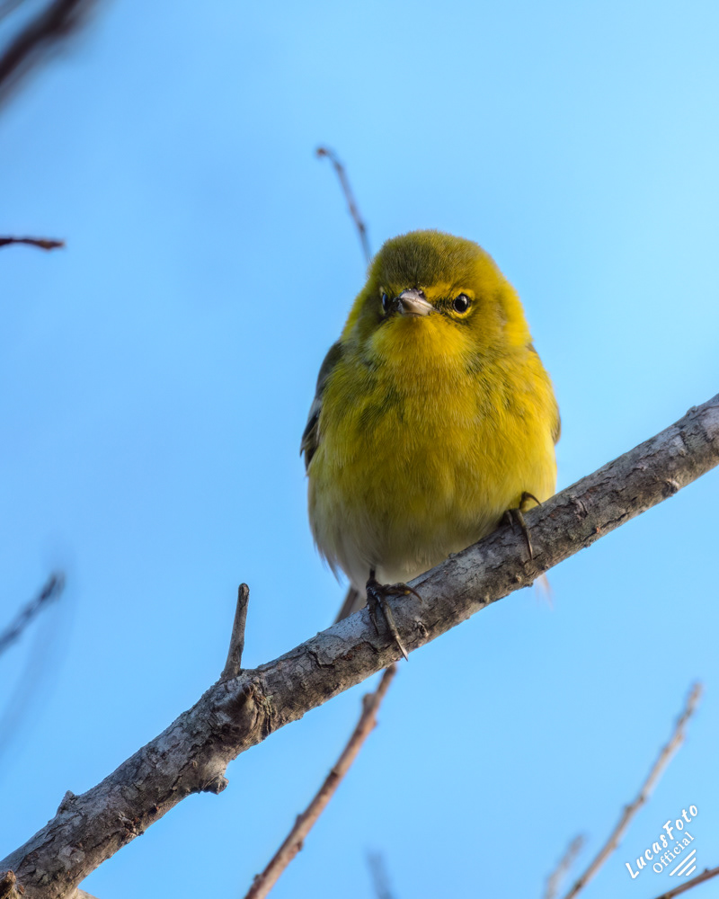 Pine Warbler